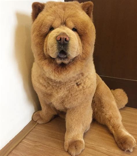 Impossibly Fluffy Chow Chow Dog Looks Like An Adorable Life Size Teddy ...