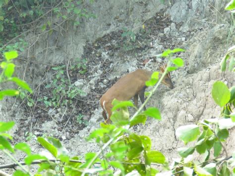 ANIMALS FOUND IN RAJAJI NATIONAL PARK | RAJAJI NATIONAL PARK