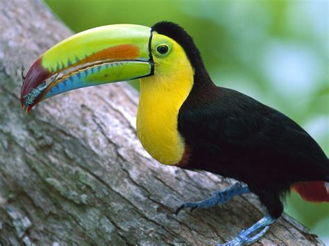 Toucan (family Ramphastidae) – Our Wild World