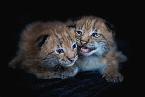 Two Pretty Eurasian Lynx Cubs on Black Background Stock Photo - Image ...