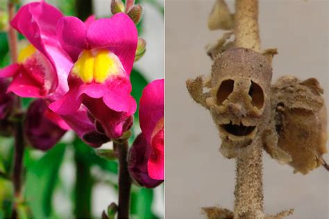 The Metal AF Snapdragon Flower Looks Like a Skull When It Dies