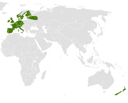 European hedgehog - Wikiwand