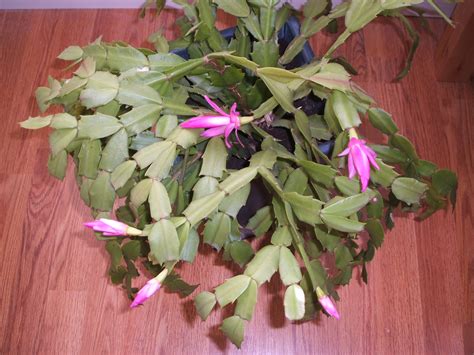 File:Flowering christmas cactus.JPG - Wikipedia, the free encyclopedia