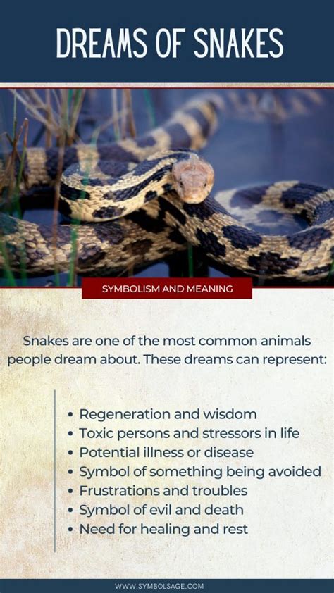 Snake Dreams - 21 Possible Meanings - Symbol Sage