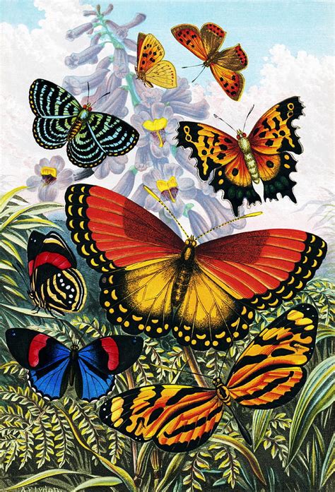 Butterflies, Artwork Photograph by Sheila Terry - Fine Art America