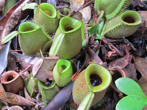 Dixie's Malaysian Botanical Blog: Back to Bako! Pitcher Plants, Ant ...