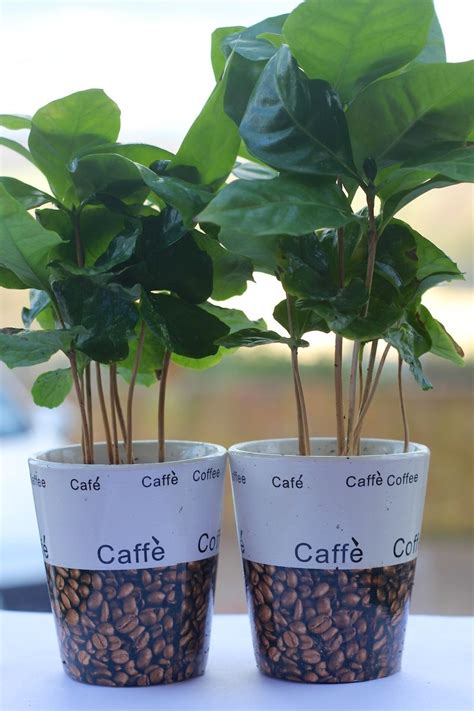 Growing coffee indoors - London thru Cafes :: City Guide App | Growing coffee, Coffee, Cafe