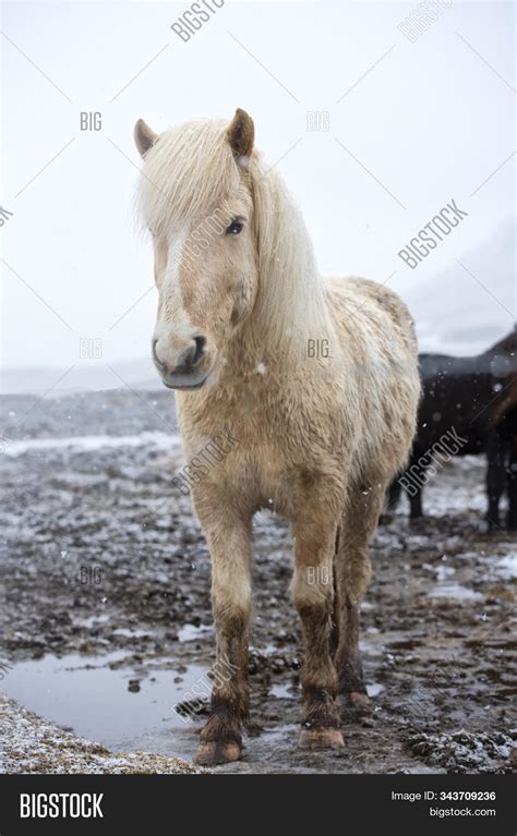 Icelandic Horse Breed Image & Photo (Free Trial) | Bigstock