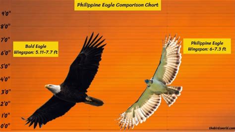 Philippine Eagle Wingspan: How Big Are They Comparison?