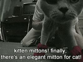 Kitten Mittens GIFs - Find & Share on GIPHY