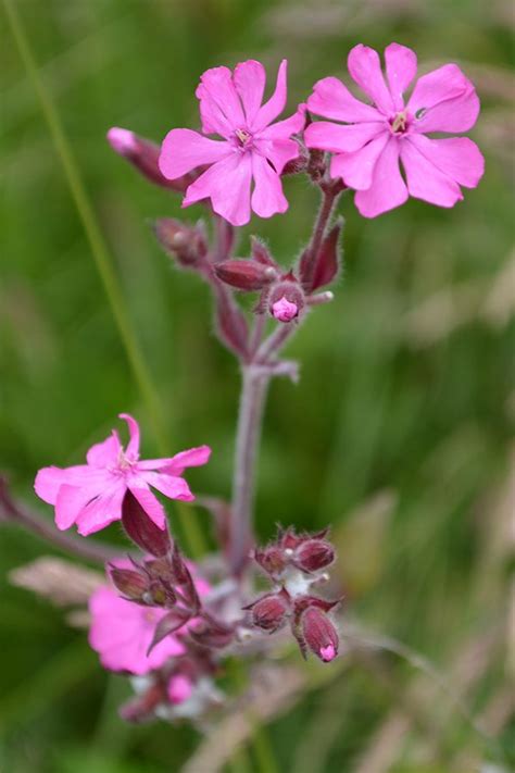 Learn How to Grow an Organic Garden | British wild flowers, Beautiful flowers, Wild flowers