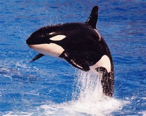 Pictures of dolphins - orca dolphin | Animal Planet Pictures