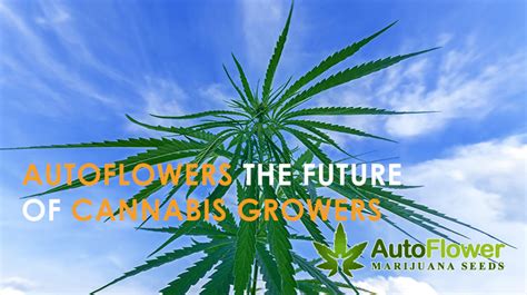 Best Autoflowering Cannabis Seeds | Autoflower MJ Seeds