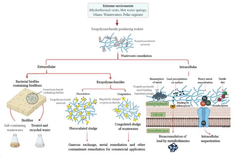 | The generalized concept of exopolysaccharide (EPS) produced by ...