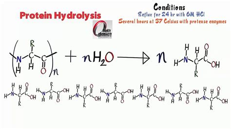 Amino Acids 12. Protein Hydrolysis. - YouTube