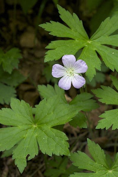 Cranesbill - Side Effects, Uses and Benefits