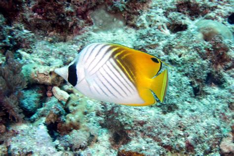 Threadfin Butterflyfish – Facts and Photographs | Seaunseen