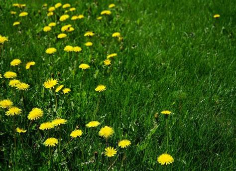 Lawn Care Tips for a Prize-Winning Yard - Bob Vila