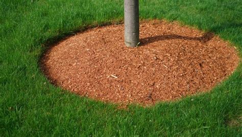 What Is Tree Mulching? Why Is It Beneficial? - Croft Tree Experts