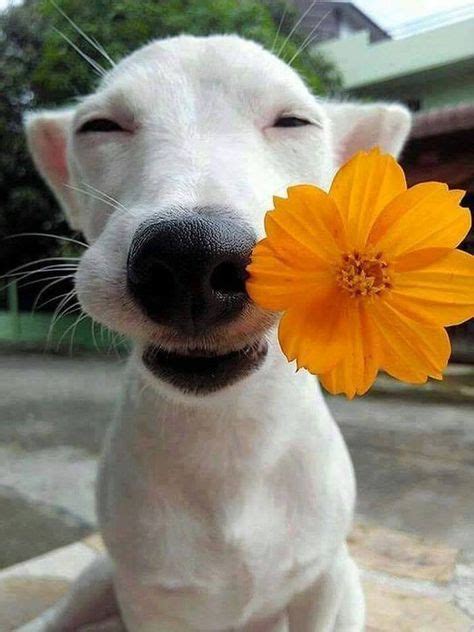 Dog With a Flower In It's Mouth | C2 POSTS | Dogs, Animals, Cute animals