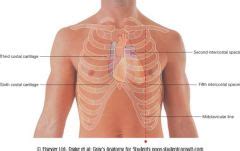 Anatomy Exam 4: Heart Flashcards - Cram.com