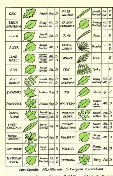 Tree identification guide : r/coolguides