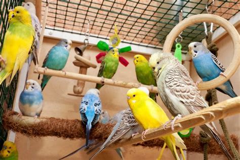 Pet Store Parakeets: How to Choose the Best | Birds Coo