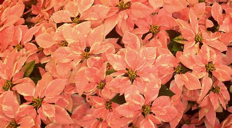 The poinsettia, Mexico's Christmas gift to the world - MexConnect