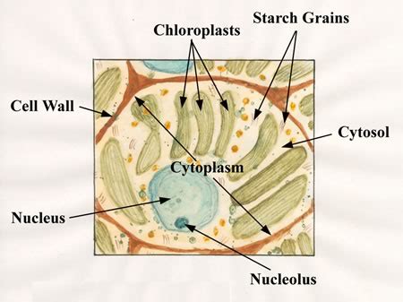 Plant Life: Cytosol