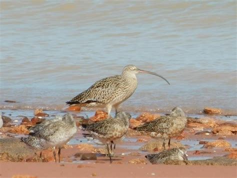 Eastern Curlew in Australia - 10,000 Birds