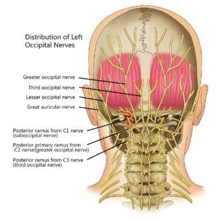 The suboccipital nerve is the dorsal primary ramus of the first... | Download Scientific Diagram