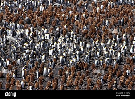 King Penguin Colony #12 Stock Photo - Alamy