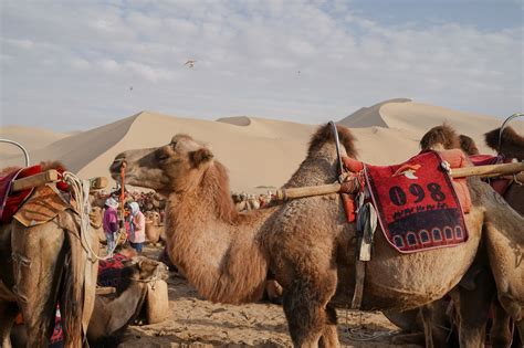 Camels Desert Sand Dunes Tourist - Free photo on Pixabay - Pixabay