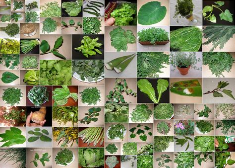 Wild Edible Plants List