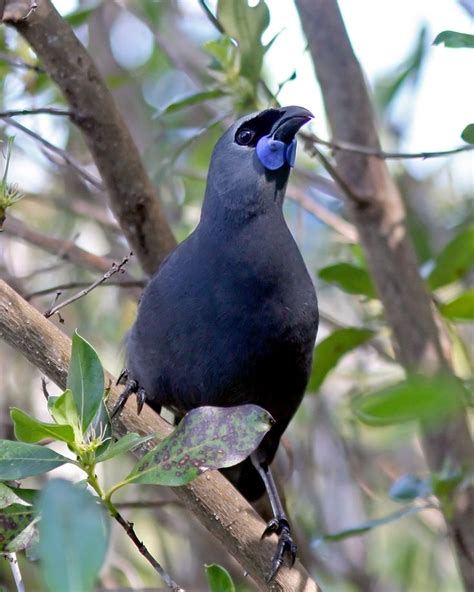 North Island Kokako (Callaeas cinerea) Pretty Birds, Beautiful Birds ...