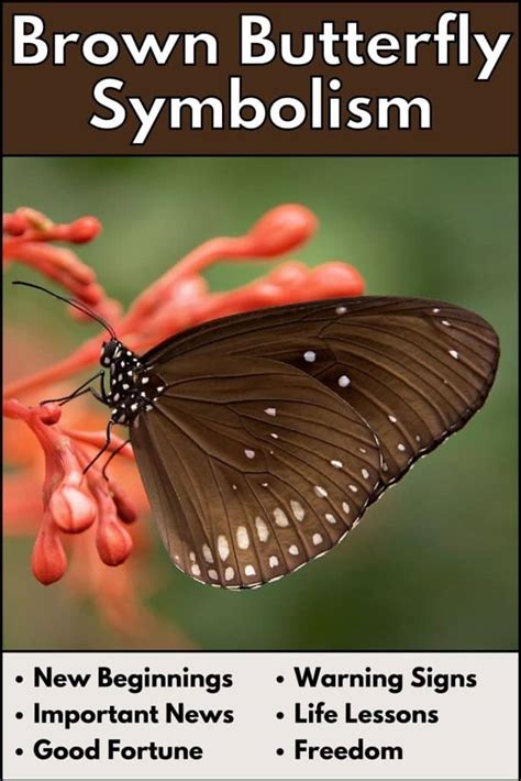 Brown Butterfly Meaning and Symbolism (New Beginnings and Love)