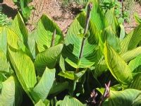 Stripe Leaves Free Stock Photo - Public Domain Pictures