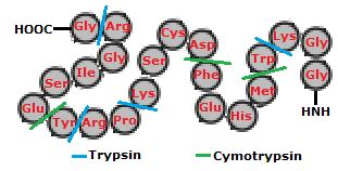 Chymotrypsin vs. Trypsin | Definition & Differences - Lesson | Study.com