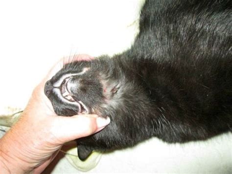 I Cured My Cat of Rodent Ulcer With Natural Remedies | Cat skin, Cat ...