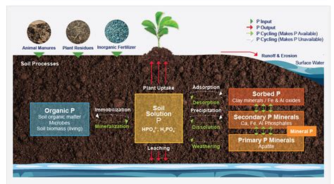 Phosphorus Basics: Understanding Phosphorus Forms and Their Cycling in the Soil - Alabama ...