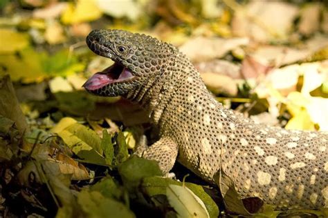 Mexican Beaded Lizard ~ Reptiles World