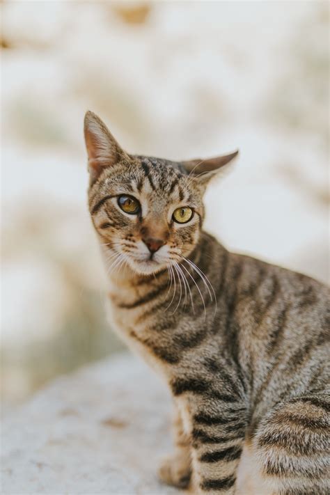 Cat Breeds Brown Tabby - Pets Lovers