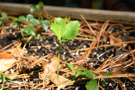 Seedlings Around Lenten Roses | Walter Reeves: The Georgia Gardener