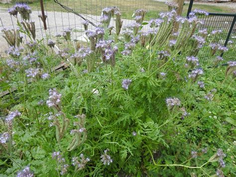 Phacelia tanacetifolia (Bee Phacelia, Blue Tansy, Facelia, Fiddleneck, Lacy Phacelia, Lacy ...