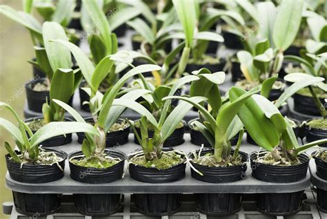 The orchid seedlings — Stock Photo © mhchuang #9922373