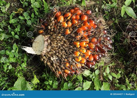 Palm Fruit Plat Seed Cluster Royalty Free Stock Photography - Image ...