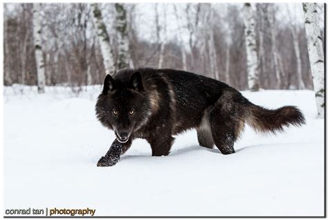 Werewolves are among us! | Wolf hybrid, Wolf dog, Timber wolf