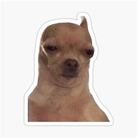 "Annoyed Chihuahua Dog Meme" Sticker by putonmemes | Redbubble