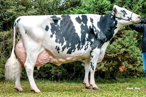 Holstein Cow Photos, Cow Pictures, Cattle Farming, Livestock, Gado Leiteiro, Show Cows, Dairy ...