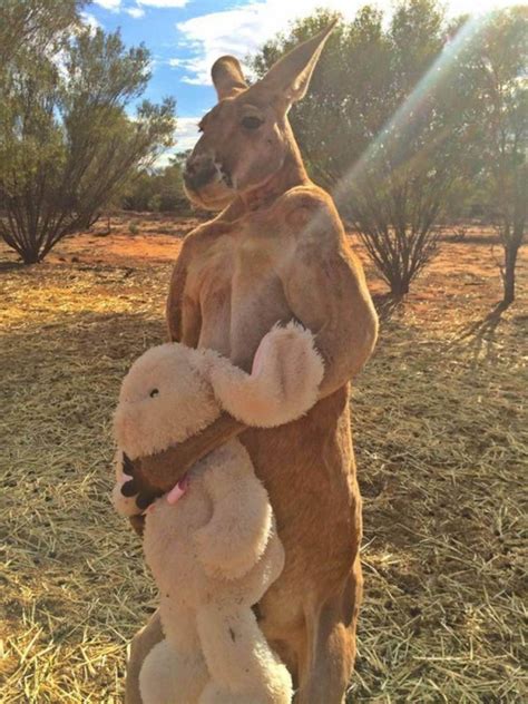 Roger the buff kangaroo is back and he’s more muscular than ever – Metro